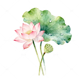 水彩风荷花荷叶手绘植物插画素材