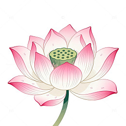 手绘风莲花绽放花卉插画设计素材