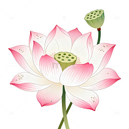 手绘风莲花绽放插画设计素材