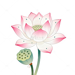 国风手绘莲花莲蓬插画设计素材