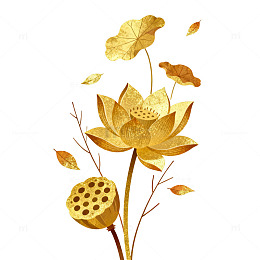 金色风莲花莲蓬插画设计素材