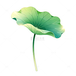 插画风荷叶植物手绘设计素材