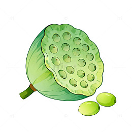 卡通风格莲蓬果实手绘插画设计素材