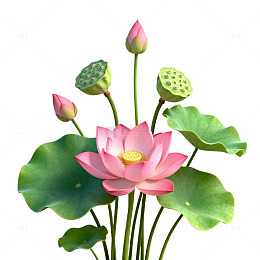 卡通风格荷花盛开插画设计素材