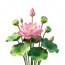 写实风荷花盛开植物插画设计素材