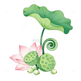 手绘风荷花莲蓬植物插画设计素材