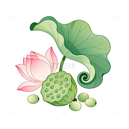 手绘风莲花莲蓬植物插画设计素材