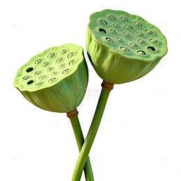 3D风格莲蓬植物插画设计素材