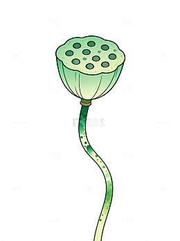 手绘风莲花莲蓬植物插画素材