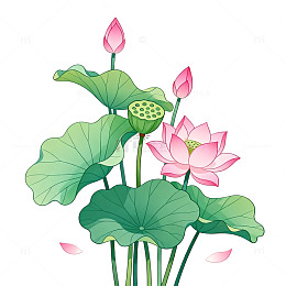 手绘风荷花莲花植物插画设计素材