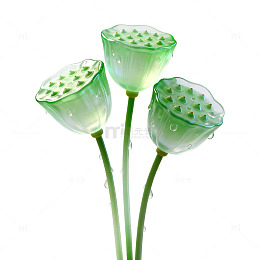 透明风莲花莲蓬植物设计素材