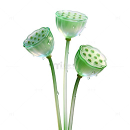 透明风格莲蓬植物插画设计素材