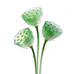 透明玻璃风莲蓬植物设计素材