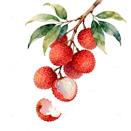 水彩风格荔枝果实手绘插画设计素材