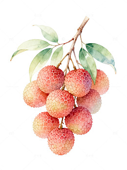水彩风荔枝果实手绘插画设计素材