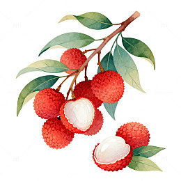水彩风格荔枝果实手绘插画设计素材