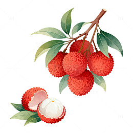 水彩风荔枝果实手绘插画设计素材