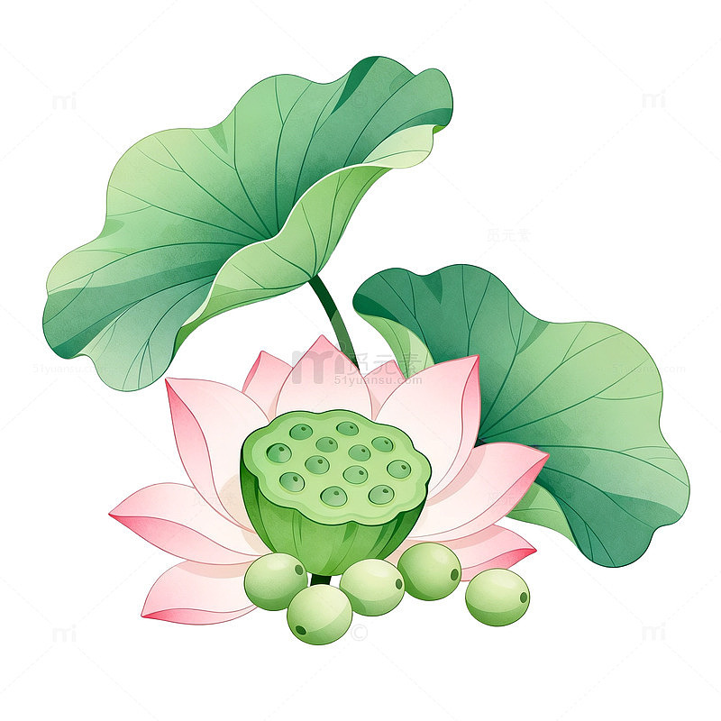 手绘风荷花莲蓬植物插画设计素材