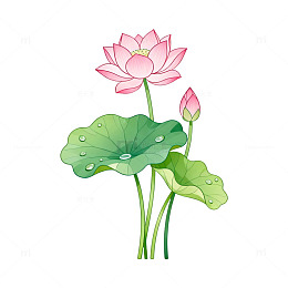 手绘风荷花绽放绿叶水珠设计素材