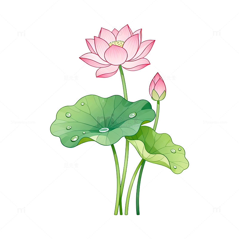 手绘风荷花绽放绿叶水珠设计素材