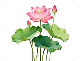 水彩风荷花莲花手绘植物设计素材