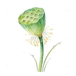 水彩风莲蓬植物手绘插画设计素材