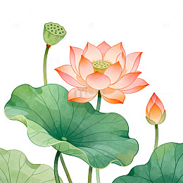 国画风荷花盛开植物插画素材