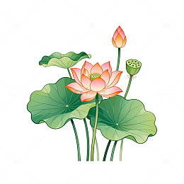 手绘风荷花荷叶植物插画素材