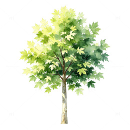 柔和水彩手绘饱满梧桐景观植物贴图
