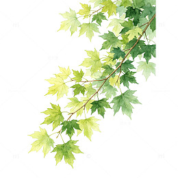 斜向舒展梧桐枝叶水彩插画透明素材