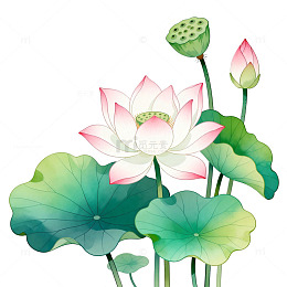 国风水墨风荷花莲花植物插画设计素材
