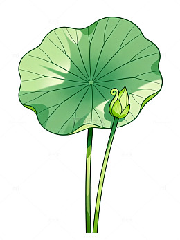 卡通风荷叶荷花花苞插画设计素材