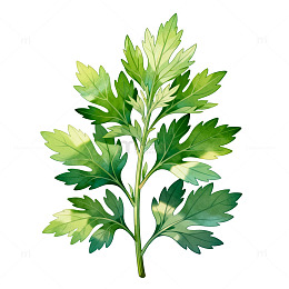 水彩风艾草植物手绘插画设计素材