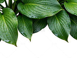 清新风绿叶水珠植物素材