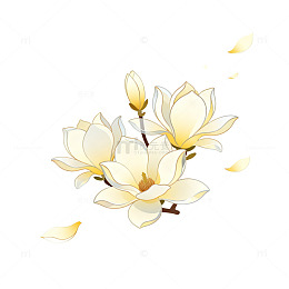 手绘风玉兰花枝插画设计素材