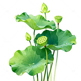 水彩风荷叶莲蓬插画设计素材