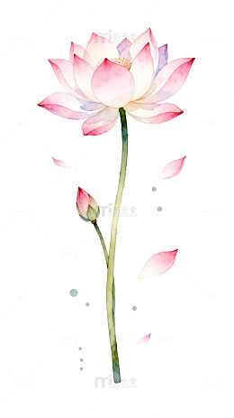 水彩风莲花绽放手绘插画设计素材