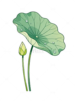 手绘风荷叶荷花植物插画素材