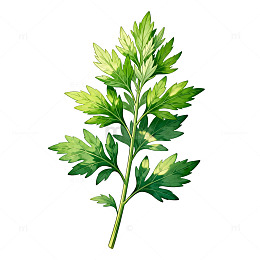 手绘风植物艾草插画设计素材