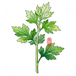 手绘风艾草植物插画设计素材