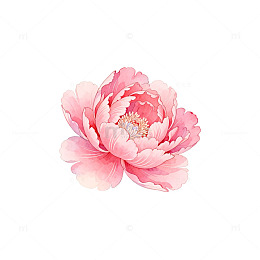 水彩风粉色牡丹花卉插画素材
