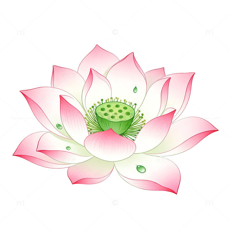 手绘风莲花绽放花卉设计素材
