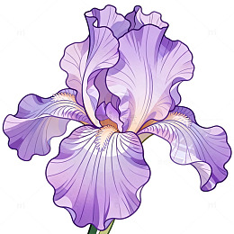 手绘风紫色鸢尾花插画设计素材
