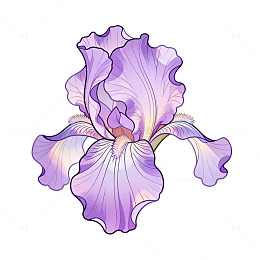 手绘风紫色鸢尾花插画设计素材
