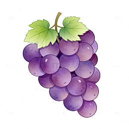 水彩风紫葡萄果实手绘插画设计素材
