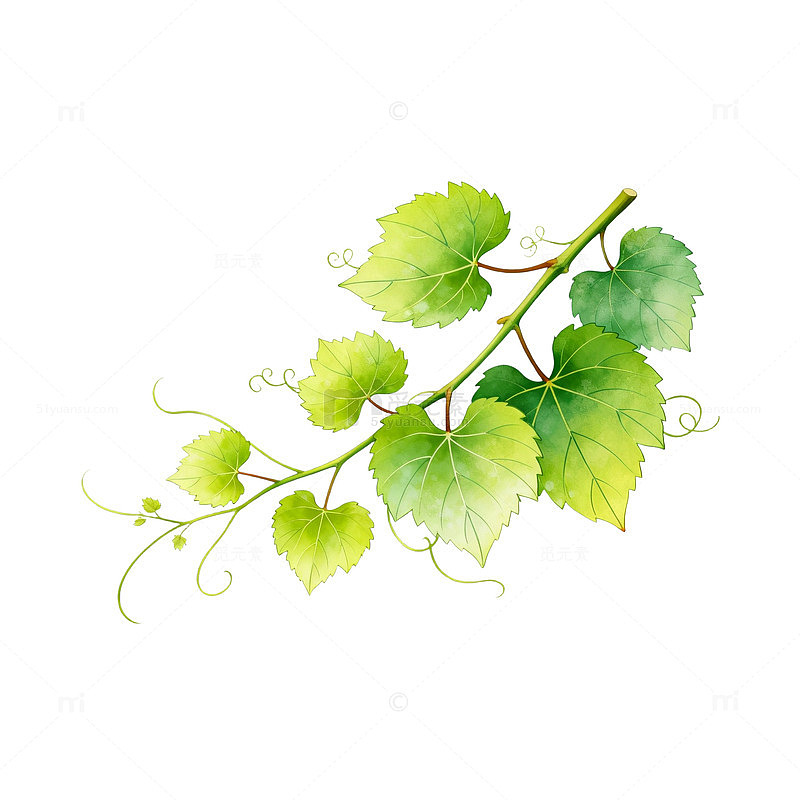 水彩风葡萄叶枝手绘植物设计素材