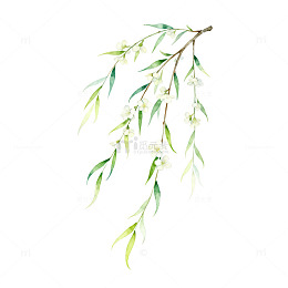 水彩风柳枝花枝手绘植物插画素材