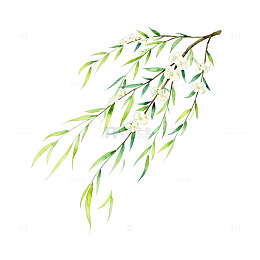 水彩风柳枝花朵手绘植物设计素材