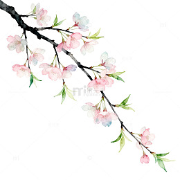 水彩风樱花枝条手绘插画设计素材