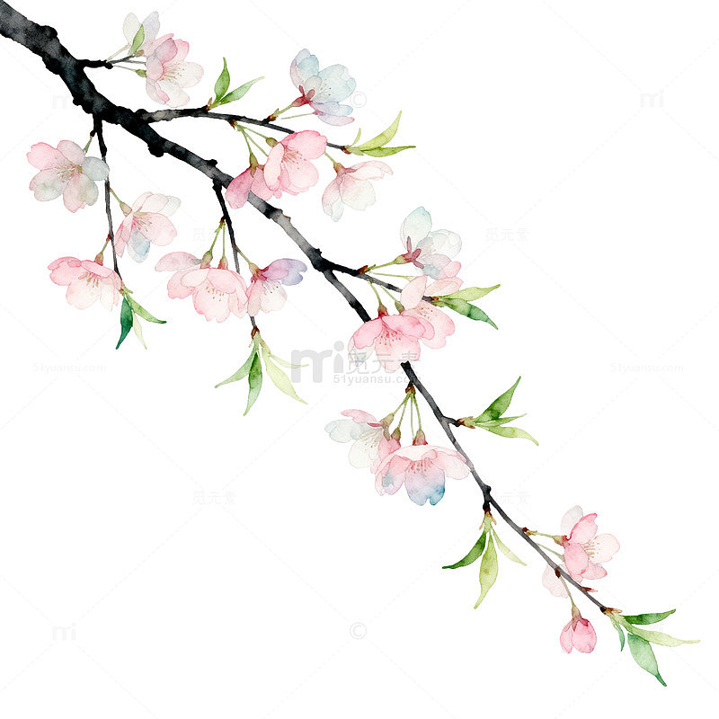 水彩风樱花枝条手绘插画设计素材